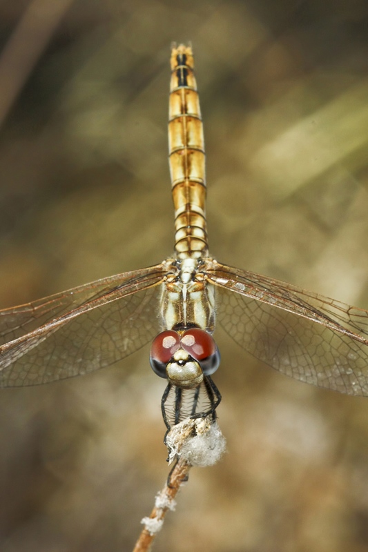 Trithemis annulata